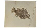 Fossil Fish (Priscacara) - Wyoming #198395-1